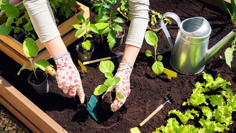 Bush Planting Service in Honolulu, HI