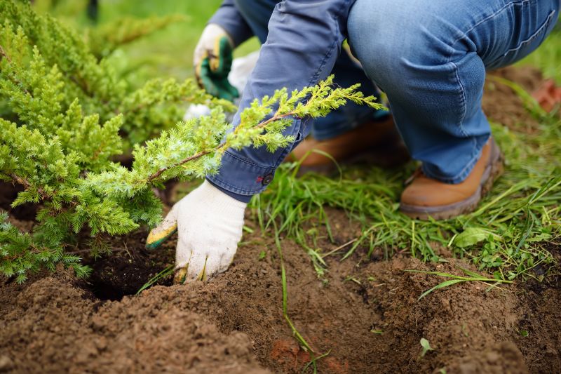 Cherry Tree Planting in Honolulu, HI