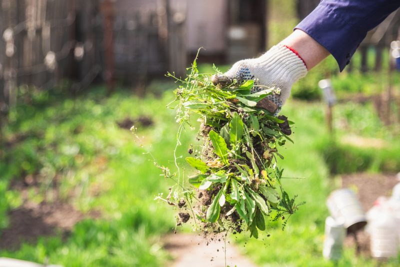 Flower Bed Cleanup Service in Honolulu, HI