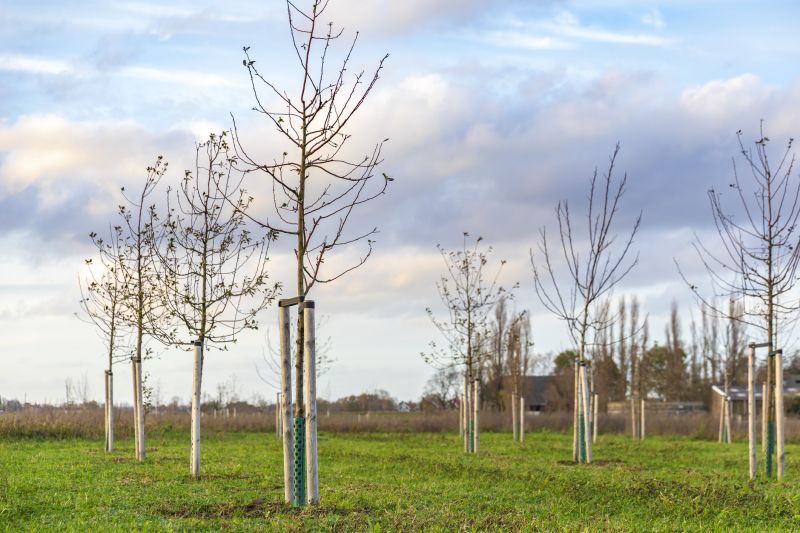Fruit Tree Planting in Honolulu, HI
