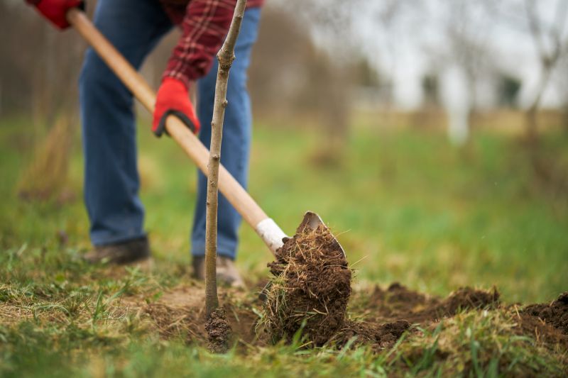 Japanese Cherry Tree Planting in Honolulu, HI