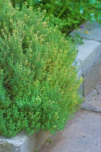 Backyard Garden Curbing